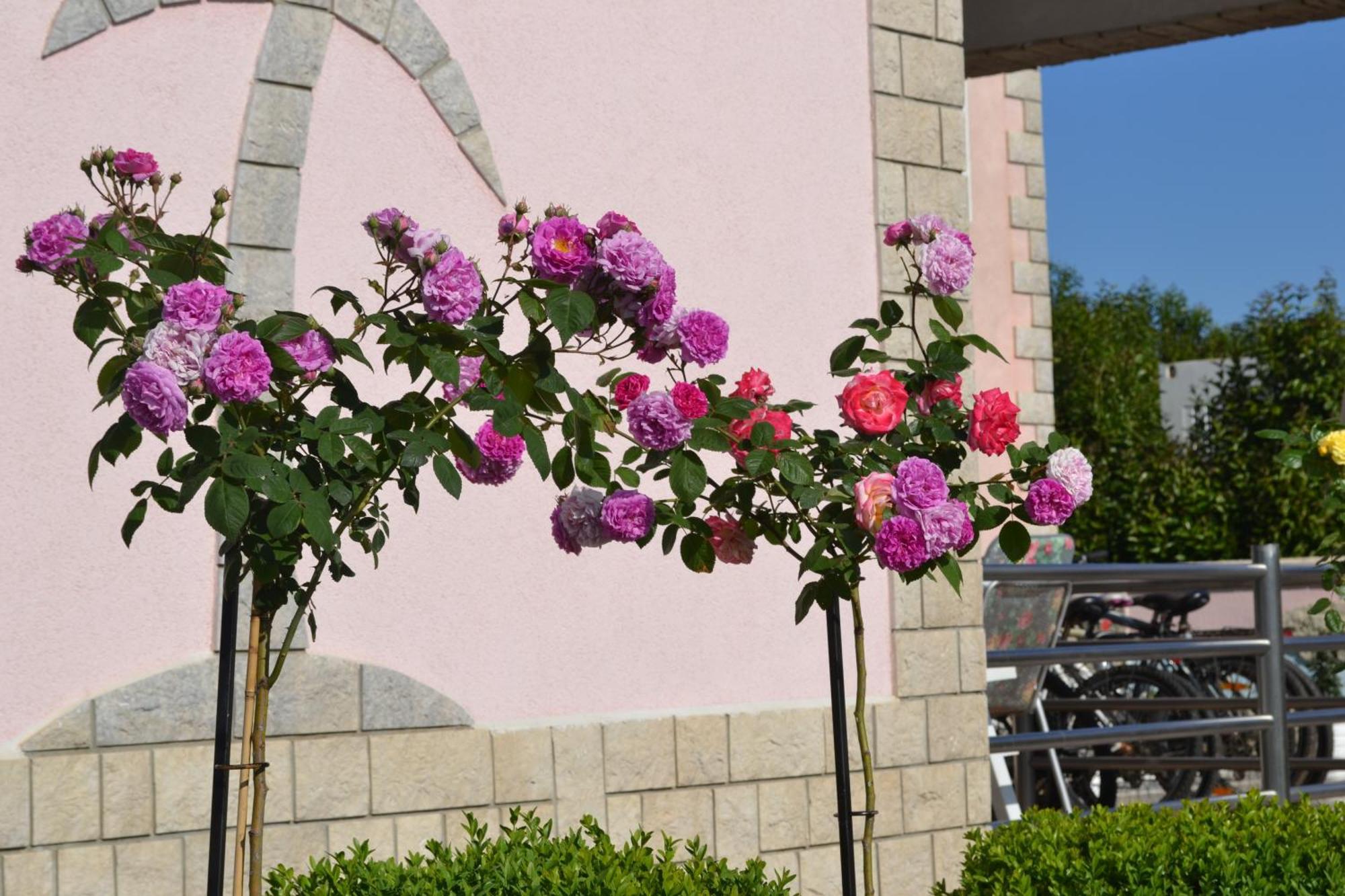 Villa Baldi -Apartmani Danny Tar-Vabriga Exterior foto